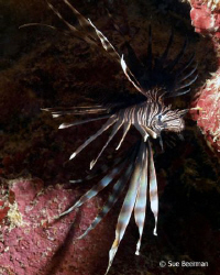 Proof that lion fish have invaded the reef around Utila by Susan Beerman 